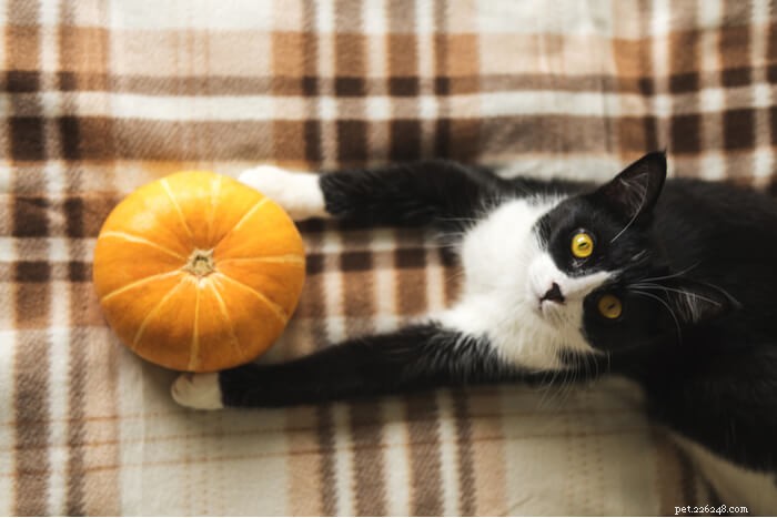 As frutas e legumes são seguros para gatos? O que todo dono de gato deve saber