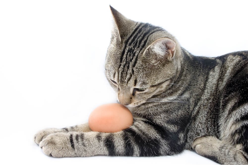9 aliments humains sûrs et sains que les chats peuvent manger