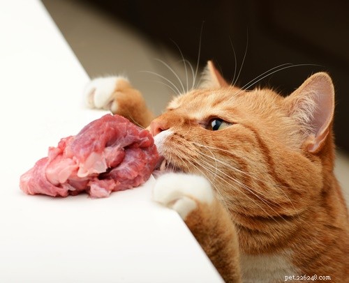 猫が食べられる安全で健康的な9つの人間の食べ物 