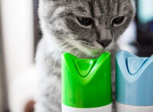 Sinais de envenenamento em gatos:causas, sintomas e tratamento
