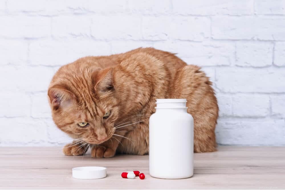 猫の中毒の兆候：原因、症状、および治療