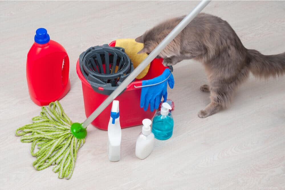 Příznaky otravy u koček:Příčiny, příznaky a léčba