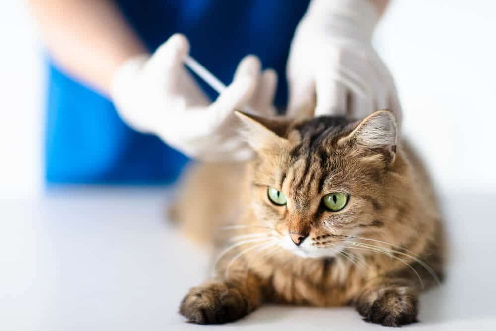 Cerenia för katter:hur det fungerar, biverkningar och mer