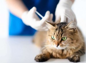 Cerenia för katter:hur det fungerar, biverkningar och mer