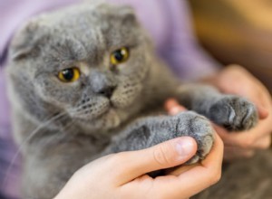 Declawing Cats:Vad du behöver veta