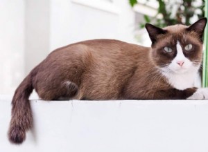 고양이 백혈병:원인, 증상 및 치료