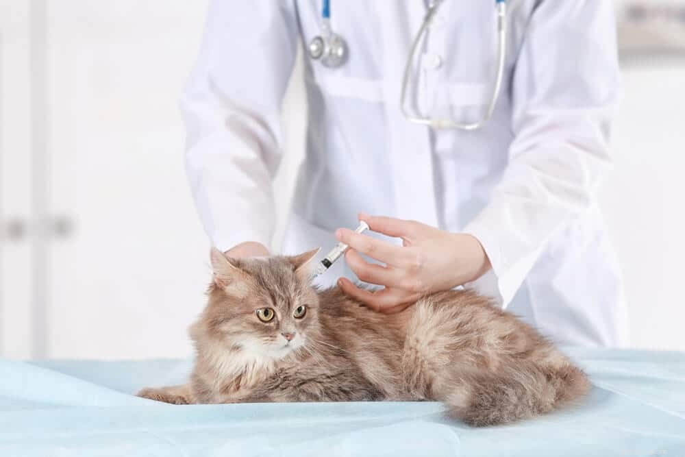 猫白血病：原因、症状、および治療