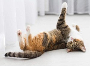 열난 고양이:징후, 증상 및 관리