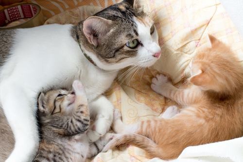 Hur man vet om en katt är gravid:förlossningstecken, beteende och tidslinje