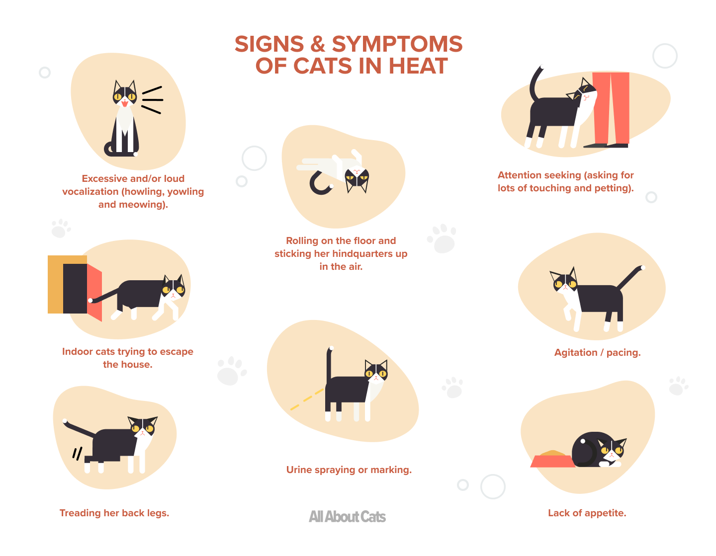 Tochtige kat:tekenen, symptomen en zorg