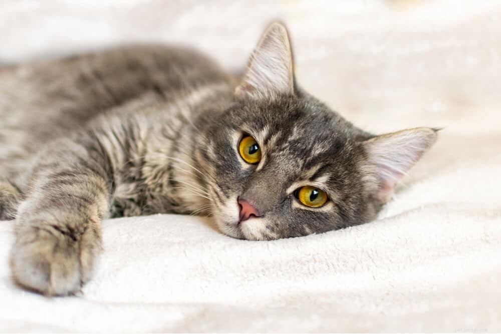 Лейкемия кошек:причины, симптомы и лечение