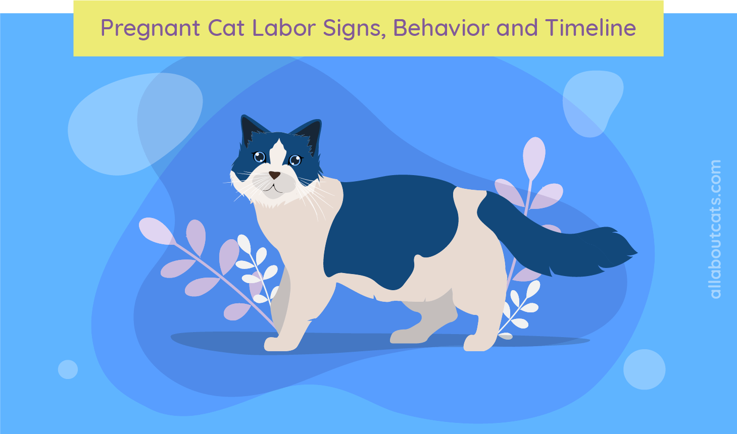 Как узнать, беременна ли кошка:признаки родов, поведение и сроки