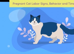 Jak zjistit, zda je kočka březí:porodní známky, chování a časová osa