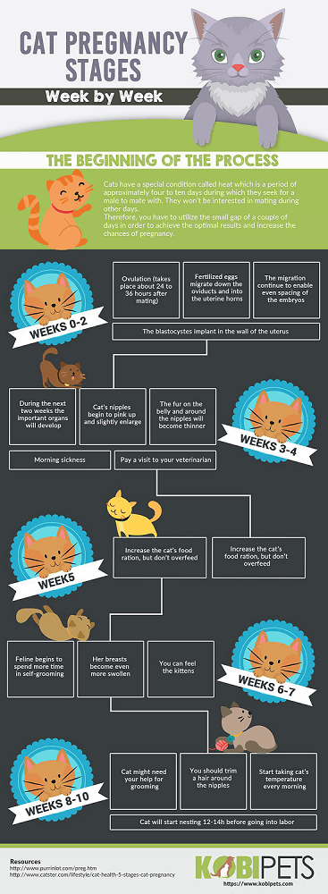 Hur man vet om en katt är gravid:förlossningstecken, beteende och tidslinje