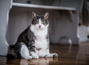고양이 비만 – 원인, 증상 및 치료