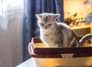 Constipation du chat :causes, traitement et remèdes