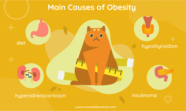 Obésité féline – Causes, symptômes et traitement
