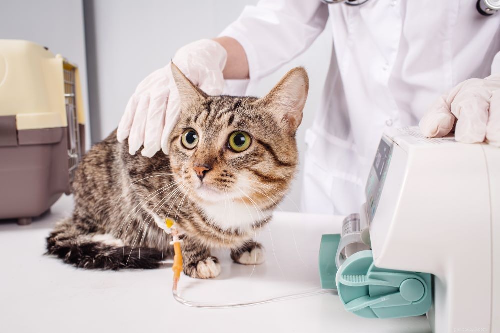 Кошачья чумка, также известная как вирус кошачьей панлейкопении у кошек