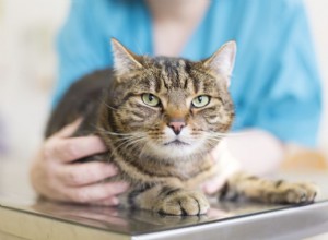 La maladie de Carré féline ou virus de la panleucopénie féline chez les chats