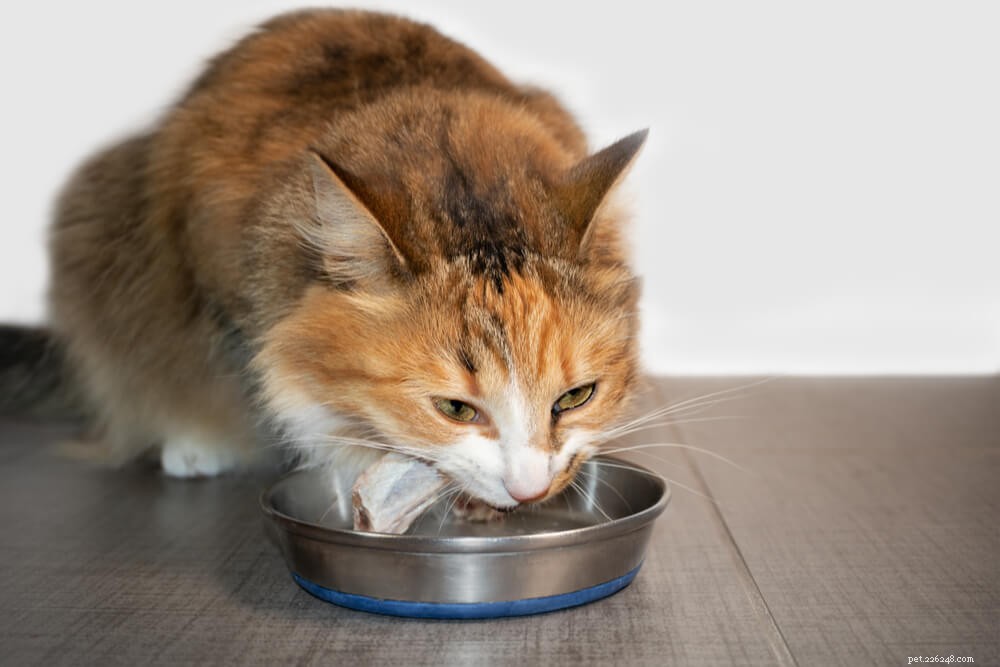 I gatti possono mangiare pollo crudo? 
