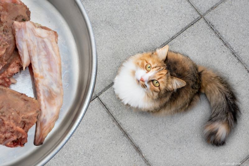 Kunnen katten rauwe kip eten?