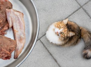 Gatos podem comer frango cru?