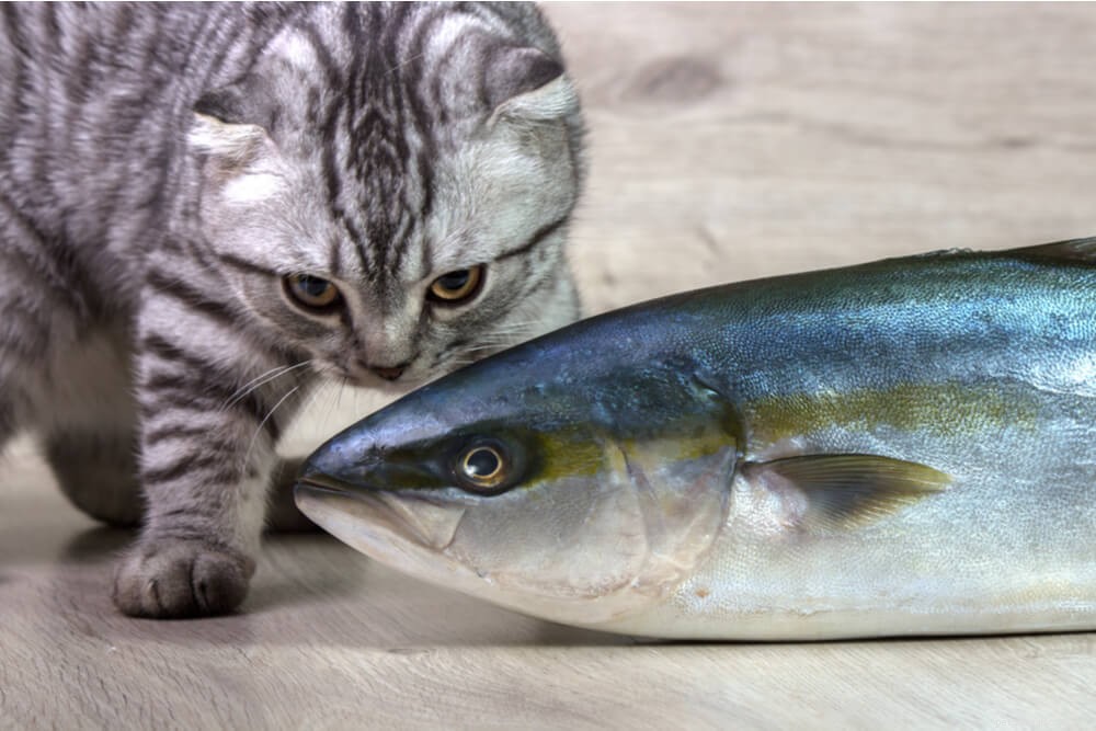 Kunnen katten tonijn eten?