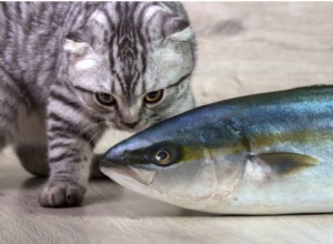 Mohou kočky jíst tuňáka?