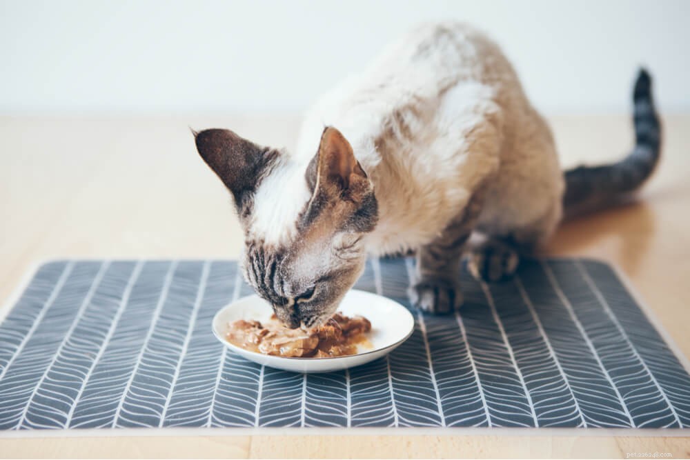 고양이가 참치를 먹을 수 있습니까?