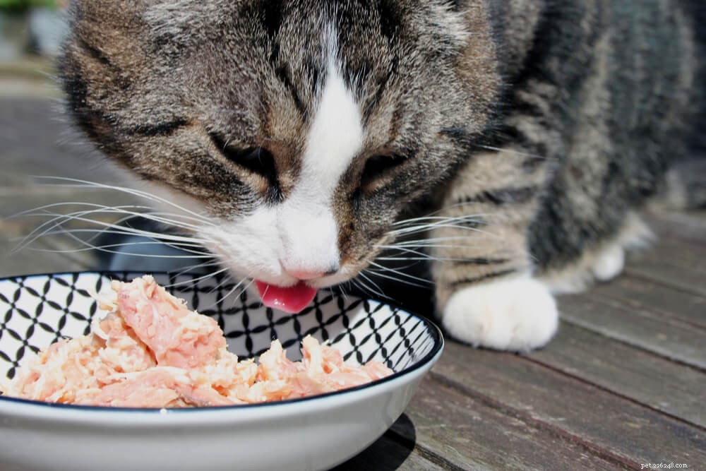 Kunnen katten tonijn eten?