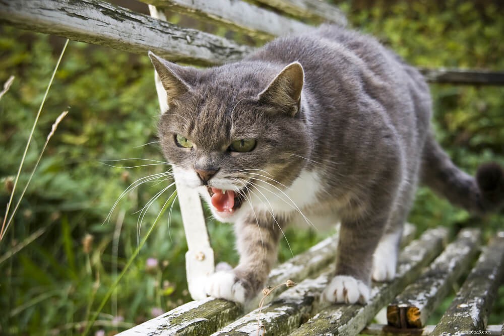 Proč kočky syčí a co potřebujete vědět