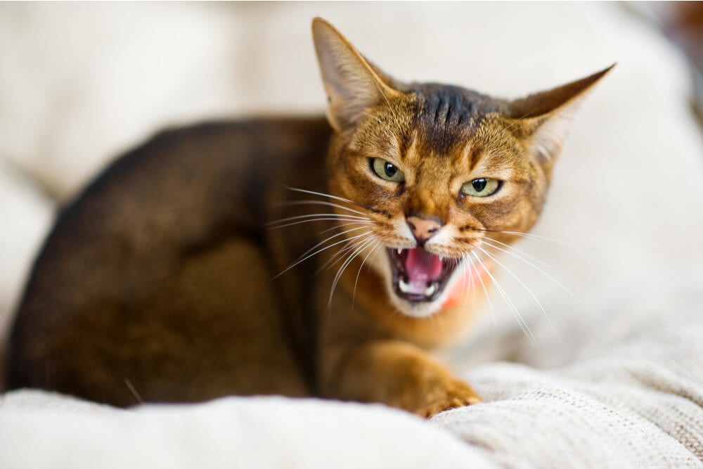 Pourquoi les chats sifflent-ils et ce que vous devez savoir