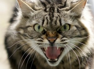 Почему кошки шипят и что вам нужно знать