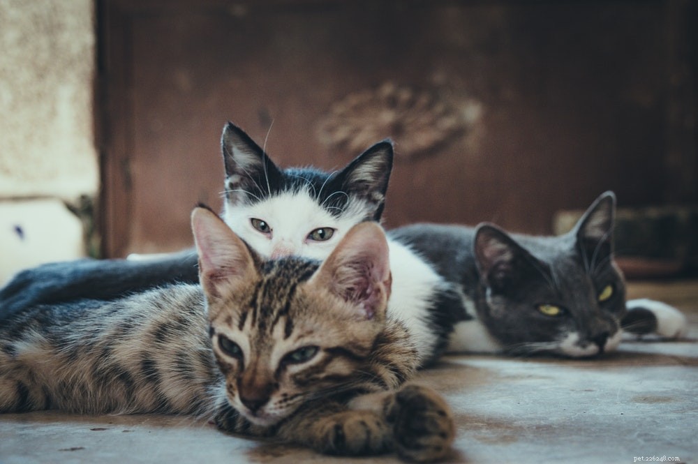 Вакцина против лейкемии кошек:что нужно знать?