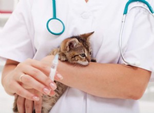 Vacina contra a leucemia felina:o que você precisa saber?