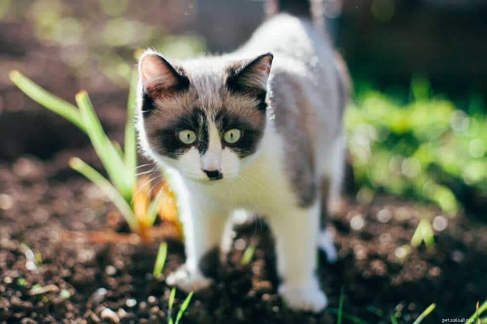 Vaccino contro il cimurro per gatti (programma, costi ed effetti collaterali)