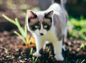 Vacina contra cinomose para gatos (Cronograma, custo e efeitos colaterais)