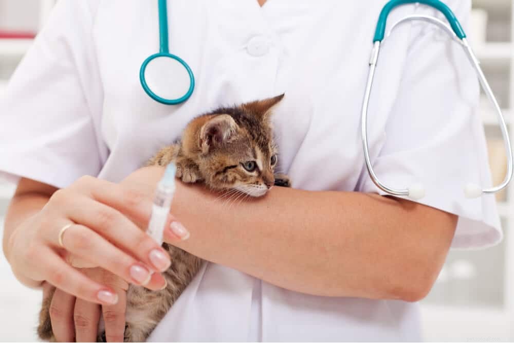 Vakcína proti psince pro kočky (rozpis, náklady a vedlejší účinky)