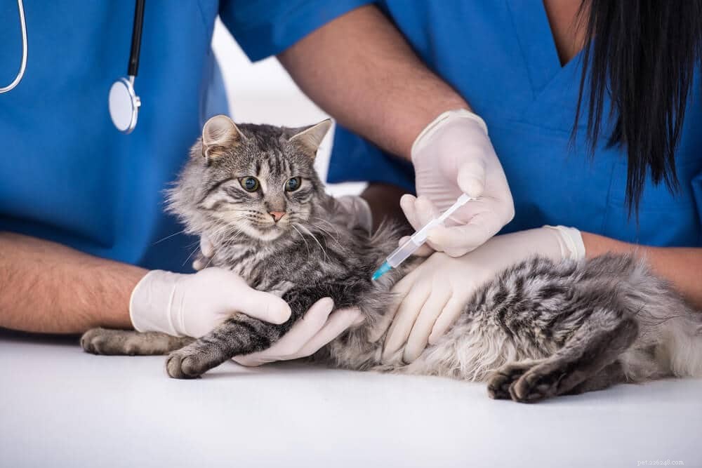猫のための狂犬病ワクチン 