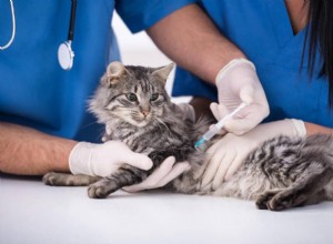 고양이를 위한 광견병 예방접종