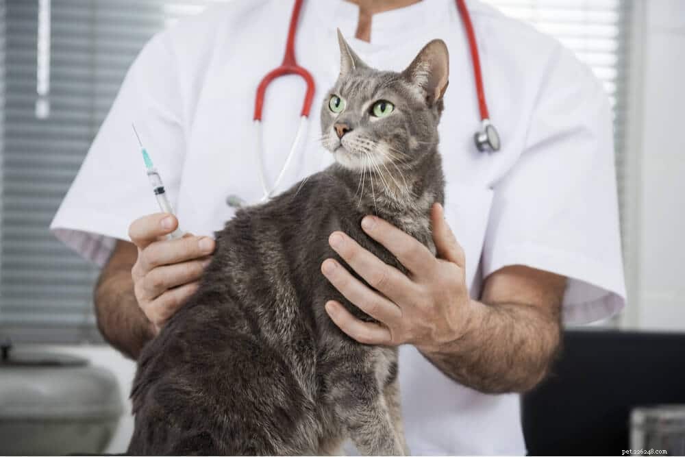 猫の予防接種スケジュールを理解する 