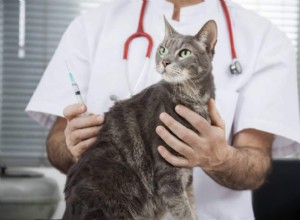 Förstå kattvaccinationsschema