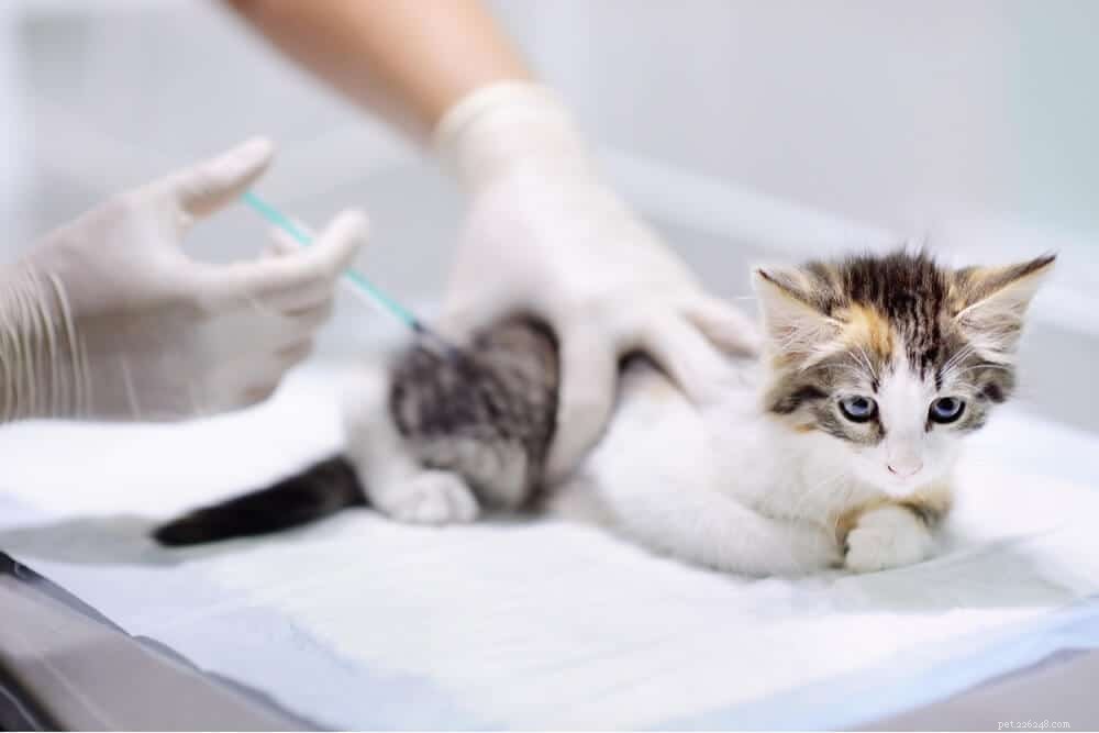 Vaccinazioni per gatti:cosa devi sapere?