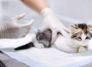 Kattvaccinationer:Vad du behöver veta?
