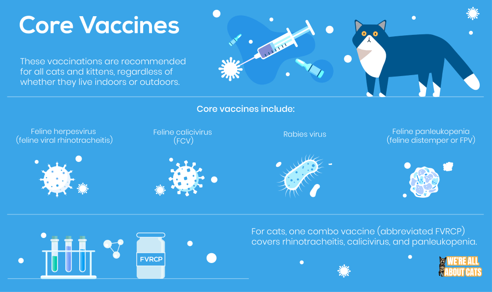Вакцинация кошек:что нужно знать?