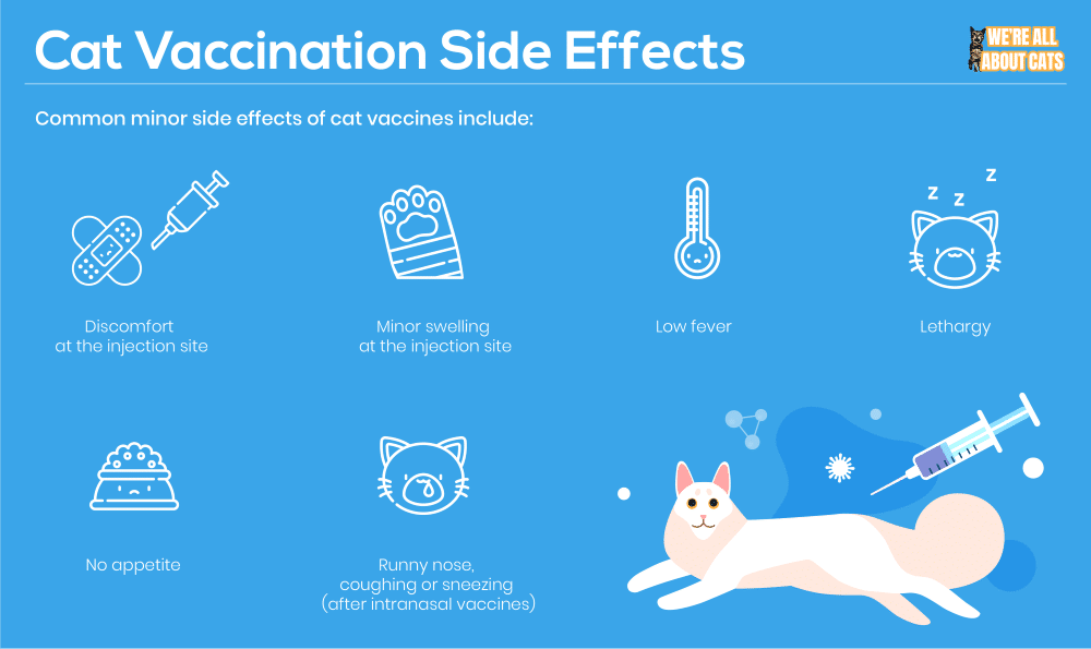 Vacinações para gatos:o que você precisa saber?
