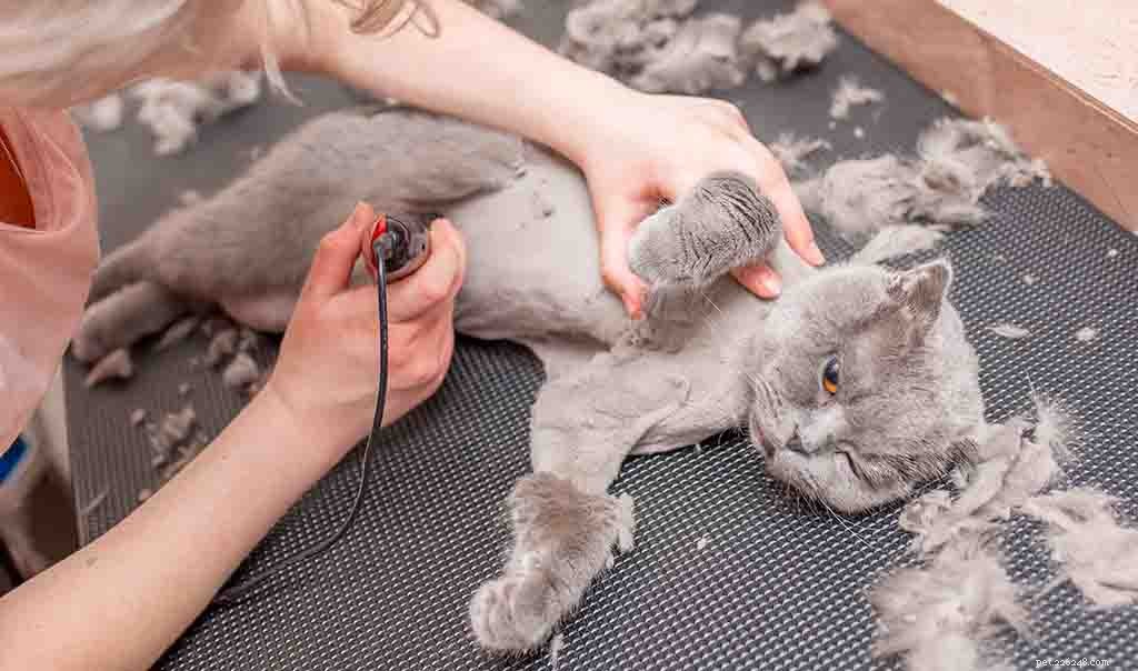Kan du raka en katt?