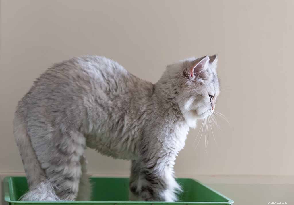 Você consegue depilar um gato?