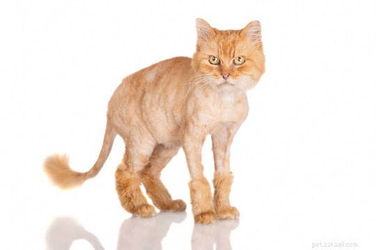 Você consegue depilar um gato?
