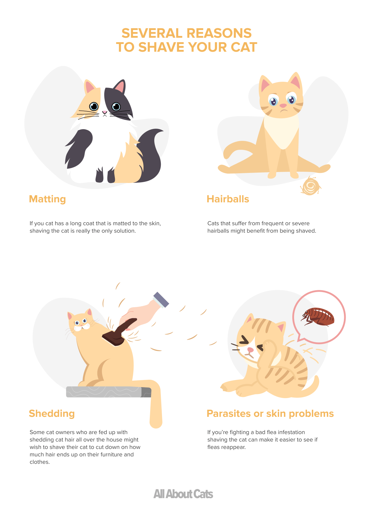 Kun je een kat scheren?